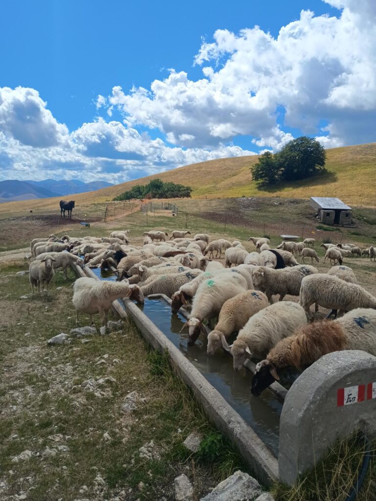 Il gregge raccolto intorno al fontanile di Capanna Ghezzi.