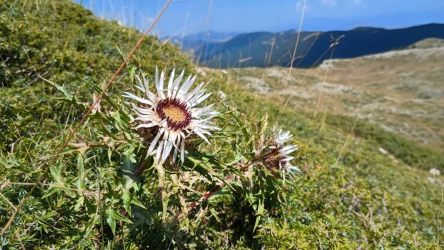 Monte Cotento in MTB da Filettino: cresta dei Simbruini e boschi tecnici
