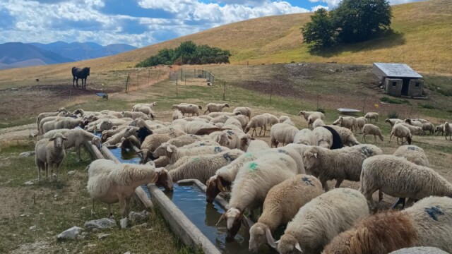 Il gregge raccolto intorno al fontanile di Capanna Ghezzi. Nel regno della Sibilla